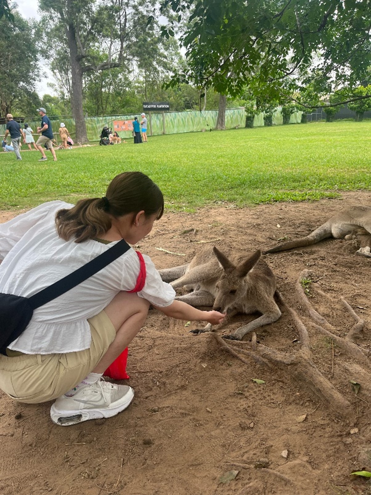 カンガルーに餌をあげている様子