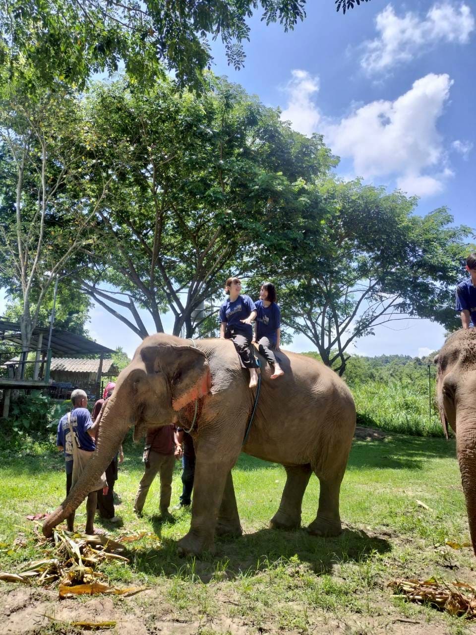 課外活動　ゾウ