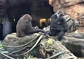 CHAWA上野動物園⑤