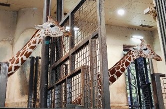 CHAWA上野動物園⑥
