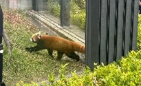 CHAWA上野動物園③